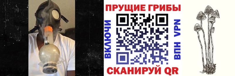 даркнет как зайти  Туран  Галлюциногенные грибы MAGIC MUSHROOMS 